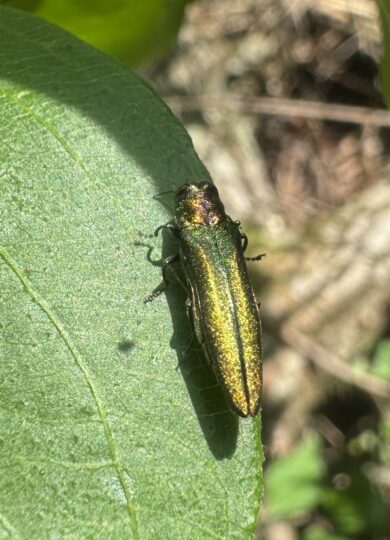 15973, , EAB, Emerald Ash Borer (Agrilus planipennis) , , image/jpeg, https://vtecostudies.org/wp-content/uploads/2025/07/EAB.jpg, 1472, 1962, Array, Array Paul Dennehy on iNaturalist