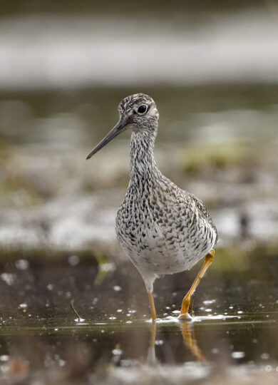 16044, , Greater Yellowlegs (Tringa melanoleuca_iNat © Craig K. Hunt CC-BY-NC, , , image/jpeg, https://vtecostudies.org/wp-content/uploads/2025/07/Greater-Yellowlegs-Tringa-melanoleuca_iNat-©-Craig-K.-Hunt-CC-BY-NC.jpg, 1023, 1024, Array, Array © Craig K. Hunt from iNaturalist licensed under CC-BY-NC