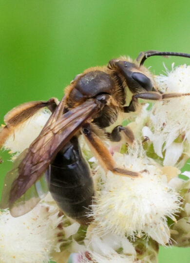 15962, , Hawthorn Mining Bee_iNaturalist © Lisa Cass CC-BY-NC, Hawthorn Mining Bee (Andrena crataegi) © Lisa Cass (iNaturalist) Licensed under CC-BY-NC, , image/jpeg, https://vtecostudies.org/wp-content/uploads/2025/07/Hawthorn-Mining-Bee_iNaturalist-©-Lisa-Cass-CC-BY-NC.jpg, 1024, 683, Array, Array © Lisa Cass (iNaturalist) Licensed under CC-BY-NC