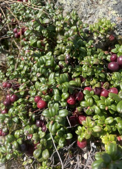 16038, , Mountain Cranberry (Vaccinium vitis-idaea ssp. minus)_iNat @ @monika948 CC-BY-NC, , , image/jpeg, https://vtecostudies.org/wp-content/uploads/2025/07/Mountain-Cranberry-Vaccinium-vitis-idaea-ssp.-minus_iNat-@-@monika948-CC-BY-NY.jpeg, 768, 1024, Array, Array © @monika948 (iNaturalist) Licensed under CC-BY-NC