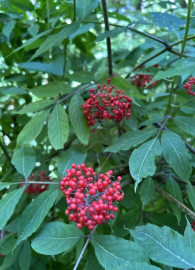16039, , REd-berried Elder (Sambucus racemosa)_iNat © Sam Darmstadt CC-BY-NC, , , image/jpeg, https://vtecostudies.org/wp-content/uploads/2025/07/REd-berried-Elder-Sambucus-racemosa_iNat-©-Sam-Darmstadt-CC-BY-NC.jpg, 768, 1024, Array, Array © Sam Darmstadt (iNaturalist) Licensed under CC-BY-NC
