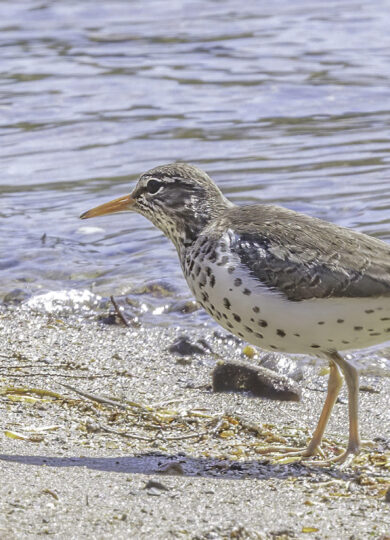 16045, , Spotted Sandpiper (Actitis macularius)_iNat© Elinor Osborn CC-BY-NC, , , image/jpeg, https://vtecostudies.org/wp-content/uploads/2025/07/Spotted-Sandpiper-Actitis-macularius_iNat©-Elinor-Osborn-CC-BY-NC.jpg, 1825, 1221, Array, Array © Elinor Osborn from iNaturalist CC-BY-NC