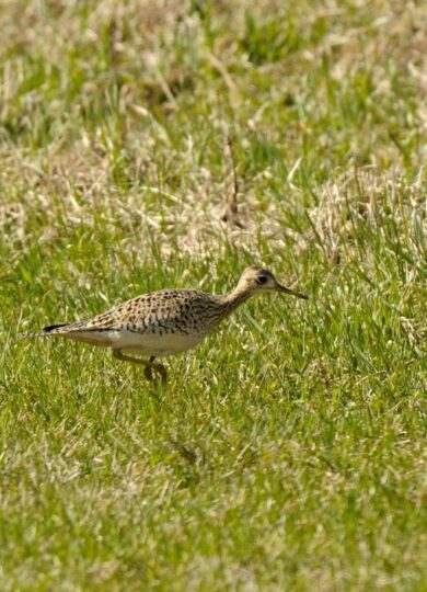 16043, , Upland Sandpiper (Bartramia longicauda) © Craig Newman CC-BY-NC, Upland Sandpiper (Bartramia longicauda) © Craig Newman CC-BY-NC, Upland Sandpiper (Bartramia longicauda) © Craig Newman CC-BY-NC, image/jpeg, https://vtecostudies.org/wp-content/uploads/2025/07/Upland-Sandpiper-Bartramia-longicauda-©-Craig-Newman-CC-BY-NC.jpeg, 1024, 703, Array, Array © Craig Newman from iNaturalist licensed under CC-BY-NC