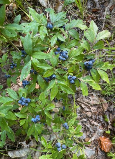 16041, , Velvetleaf Blueberry (Vaccinium myrtilloides)_iNat © Tom Scavo CC-BY-NC, , , image/jpeg, https://vtecostudies.org/wp-content/uploads/2025/07/Velvetleaf-Blueberry-Vaccinium-myrtilloides_iNat-©-Tom-Scavo-CC-BY-NC.jpg, 768, 1024, Array, Array © Tom Scavo (iNaturalist) Licensed under CC-BY-NC