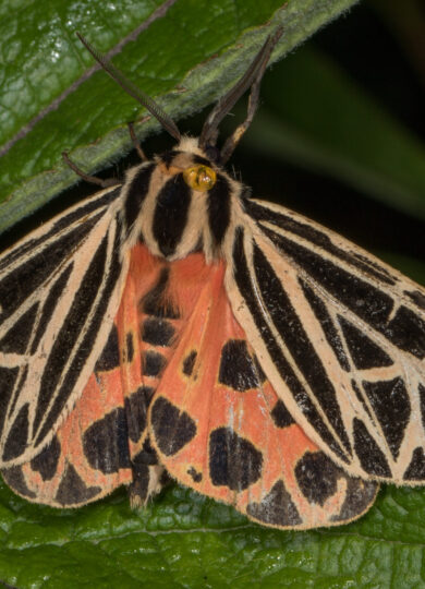 15966, , Virgin Tiger Moth (Grammia virgo), Virgin Tiger Moth (Grammia virgo) , , image/jpeg, https://vtecostudies.org/wp-content/uploads/2025/07/Virgin-Tiger-Moth-Grammia-virgo-Kent-McFarland.jpg, 2500, 1667, Array, Array © Kent McFarland