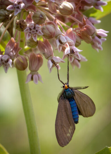 15968, , Virginia Ctenucha (Ctenucha virginica), Virginia Ctenucha (Ctenucha virginica) , , image/jpeg, https://vtecostudies.org/wp-content/uploads/2025/07/Virginia-Ctenucha-Ctenucha-virginica-Kent-.jpg, 1365, 2048, Array, Array © Kent McFarland