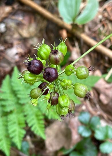 16040, , Wild Sarsaparilla (Aralia nudicaulis) _iNat © Tom Scavo CC-BY-NC, , , image/jpeg, https://vtecostudies.org/wp-content/uploads/2025/07/Wild-Sarsaparilla-Aralia-nudicaulis-_iNat-©-Tom-Scavo-CC-BY-NC.jpg, 768, 1024, Array, Array © Tom Scavo (iNaturalist) licensed under CC-BY-NC