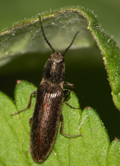 15976, A click beetle rests on a leaf, click, , , image/jpeg, https://vtecostudies.org/wp-content/uploads/2025/07/click.jpg, 1356, 2000, Array, Array Erika Mitchell on iNaturalist