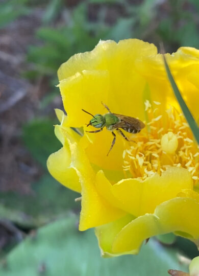 15975, A green sweat bee on a yellow flower, sweatbee2, , , image/jpeg, https://vtecostudies.org/wp-content/uploads/2025/07/sweatbee2.jpg, 828, 1162, Array, Array polypody on iNaturalist