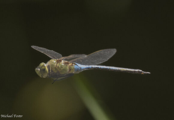 16232, , Common Green Darner_inat_© @mfostervt (ccbync), , , image/jpeg, https://vtecostudies.org/wp-content/uploads/2025/08/Common-Green-Darner_inat_©-@mfostervt-ccbync.jpg, 1024, 683, Array, Array © Michael Foster from iNaturalist licensed under CC-BY-NC