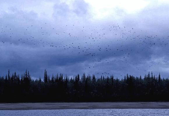 16227, , birds migrating, , , image/png, https://vtecostudies.org/wp-content/uploads/2025/08/birds-migrating.png, 1200, 800, Array, Array Creative Commons