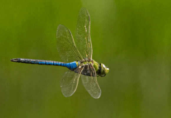 16229, , green darner, , , image/png, https://vtecostudies.org/wp-content/uploads/2025/08/green-darner-1.png, 1200, 800, Array, Array © Michael Foster from iNaturalist licensed under CC-BY-NC