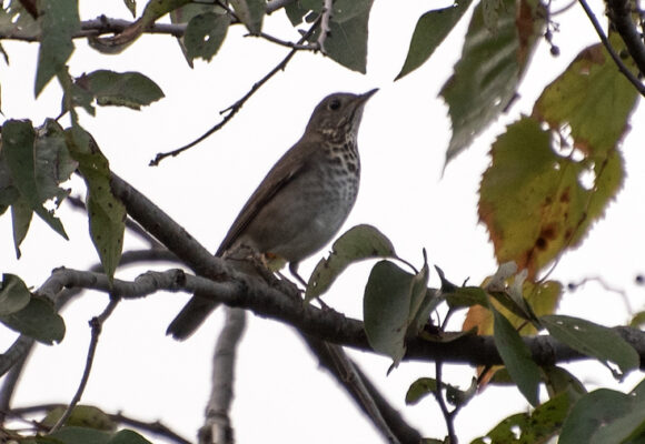 16247, , donna wadsley Gray cheeked Thrush, , , image/jpeg, https://vtecostudies.org/wp-content/uploads/2025/09/donna-wadsley-Gray-cheeked-Thrush-e1756837311464.jpg, 734, 662, Array, Array © Donna Wadsley (from iNaturalist. Licensed under CC-BY-NC)