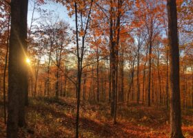 Field Guide to October 2025