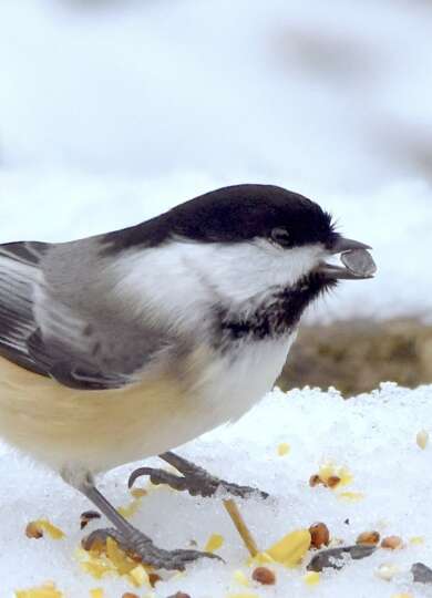 16473, , Black-capped-Chickadee-©-craig-k.-hunt_390x540_acf_cropped, , , image/jpeg, https://vtecostudies.org/wp-content/uploads/2025/10/Black-capped-Chickadee-©-craig-k.-hunt_390x540_acf_cropped.jpeg, 390, 540, Array, Array © Craig K. Hunt (Via iNaturalist, licensed under CC-BY-NC)