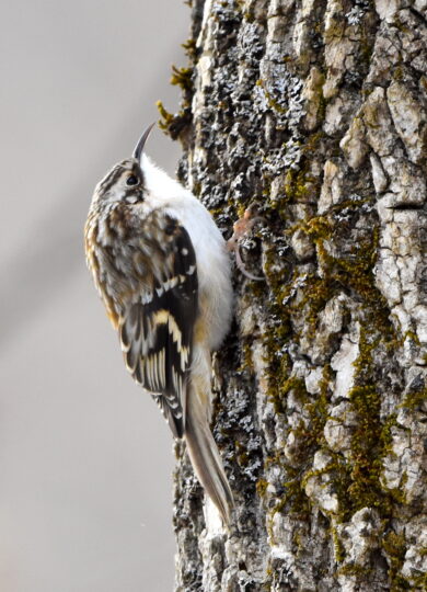16470, , Brown Creeper © Craig K. Hunt, , , image/jpeg, https://vtecostudies.org/wp-content/uploads/2025/10/Brown-Creeper-©-Craig-K.-Hunt.jpeg, 2048, 1769, Array, Array © Craig K. Hunt (Via iNaturalist, licensed under CC-BY-NC)