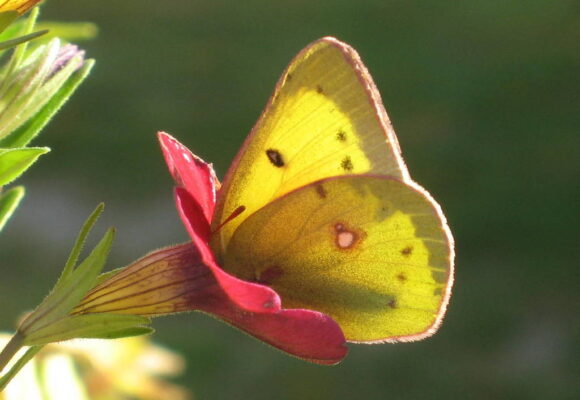 16477, , Clouded Sulphur Nov 8 VT Colias philodice © judywelna, , , image/jpeg, https://vtecostudies.org/wp-content/uploads/2025/10/Clouded-Sulphur-Nov-8-VT-Colias-philodice-©-judywelna.jpeg, 1024, 713, Array, Array © @judywelna (Via iNaturalist, licensed under CC-BY-NC)