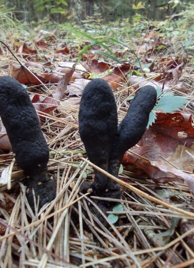 16355, , Dead Mans Fingers, , , image/jpeg, https://vtecostudies.org/wp-content/uploads/2025/10/Dead-Mans-Fingers.jpeg, 2048, 1536, Array, Array © redstart (iNaturalist) licensed under CC-BY-NC