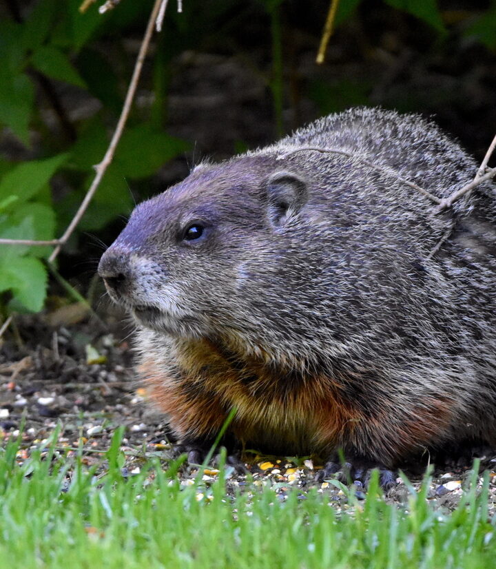 Groundhog (also know as Woodchuck) (Marmota monax) © Craig K. Hunt (Via iNaturalist, licensed under CC-BY-NC)