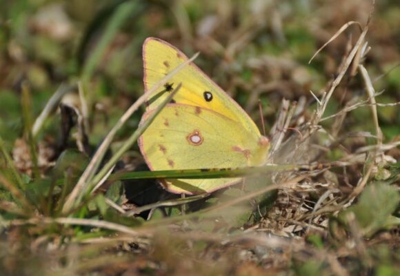 16476, , Orange Sulphur (colias eurytheme) VT nov 7 2011 © Erika Mitchell, , , image/jpeg, https://vtecostudies.org/wp-content/uploads/2025/10/Orange-Sulphur-colias-eurytheme-VT-nov-7-2011-©-Erika-Mitchell.jpg, 1000, 756, Array, Array © Erika Mitchell (Via iNaturalist, licensed under CC-BY-NC)