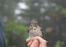 Why Bicknell’s Thrush?