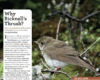 Magazine Cover: Field Guide with Bicknell's Thrush wearing leg bands
