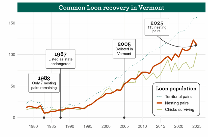 A graph depicting the population of loon pairs and chicks trending upward.