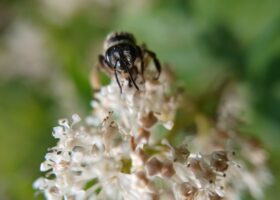 The Journey of a Single Bee Observation