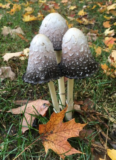 16357, , mushrooms, , , image/jpeg, https://vtecostudies.org/wp-content/uploads/2025/10/mushrooms.jpg, 1536, 2048, Array, Array © fareedlhs (iNaturalist) Licensed under CC-BY-NC