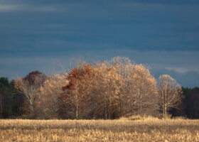 Field Guide to November 2025