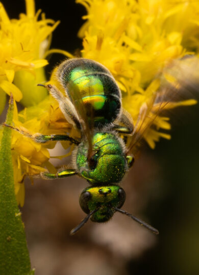 16348, , sweatbee, , , image/jpeg, https://vtecostudies.org/wp-content/uploads/2025/10/sweatbee.jpg, 2048, 1365, Array, Array © Jack Forrester from iNaturalist CC-BY-NC