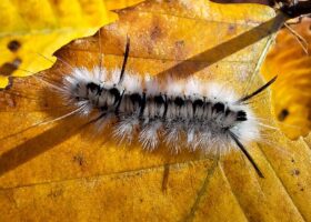 iNaturalist Vermont Hits One Million Research-grade Records!