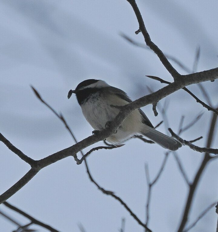 Black-capped Chickadee (Poecile atricapillus) © @libertyp10 (Via iNaturalist, licensed under CC-BY-NC)