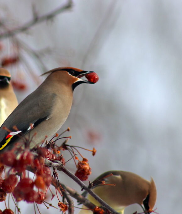 16700, , Bohemian Waxwing Zac Cota, , , image/jpeg, https://vtecostudies.org/wp-content/uploads/2025/12/Bohemian-Waxwing-Zac-Cota.jpeg, 1024, 683, Array, Array © Zac Cota (Via iNaturalist licensed under CC-BY-NC)