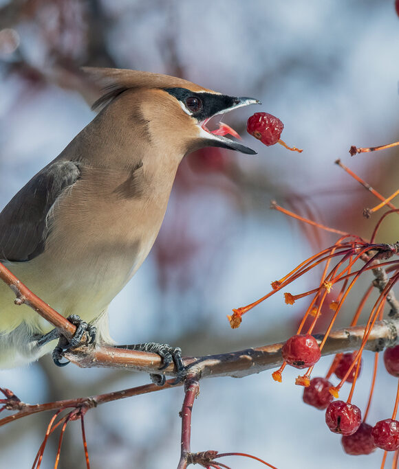 16701, , Cedar Waxwing (Bombycilla cedrorum) Kyle Tansley, , , image/jpeg, https://vtecostudies.org/wp-content/uploads/2025/12/Cedar-Waxwing-Bombycilla-cedrorum-Kyle-Tansley.jpg, 1024, 683, Array, Array © Kyle Tansley (Via iNaturalist licensed under CC-BY-NC)