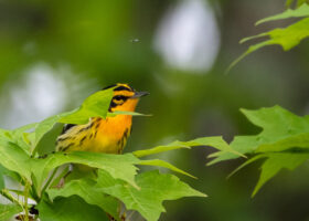 What Three Decades of Monitoring Birds Reveal About Our Changing Forests