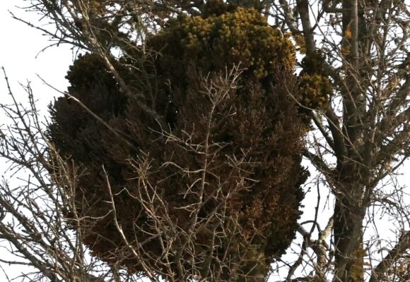 16592, , Easter DM_@wherenextnyc, , , image/jpeg, https://vtecostudies.org/wp-content/uploads/2025/12/Easter-DM_@wherenextnyc.jpeg, 1024, 912, Array, Array © @wherenextnyc (Via iNaturalist, licensed under CC-BY-NC)