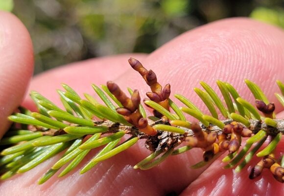 16593, , Eastern Dwarf M Rob Routledge, , , image/jpeg, https://vtecostudies.org/wp-content/uploads/2025/12/Eastern-Dwarf-M-Rob-Routledge.jpeg, 768, 1024, Array, Array © Rob Routledge (Via iNaturalist, licensed under CC-BY-NC)