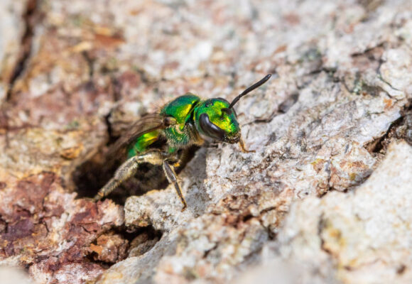 16598, , Pure Green Sweat Bee © Spencer, , , image/jpeg, https://vtecostudies.org/wp-content/uploads/2025/12/Pure-Green-Sweat-Bee-©-Spencer.jpg, 1024, 610, Array, Array © Co-Author Spencer Hardy