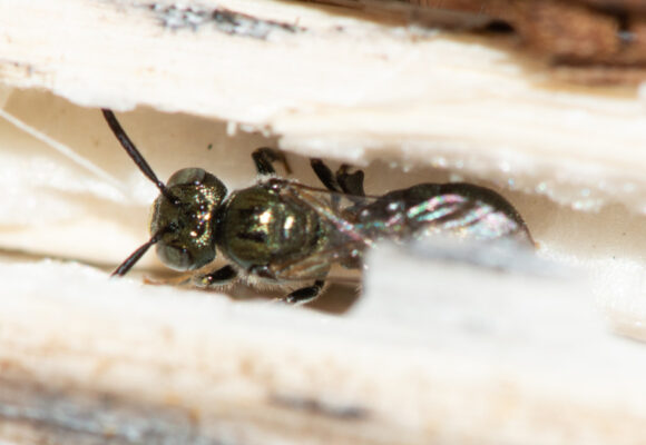 16699, , Subgenus Zadontomerus (iNat @emendela), , , image/jpeg, https://vtecostudies.org/wp-content/uploads/2025/12/Subgenus-Zadontomerus-iNat-@emendela.jpg, 1024, 629, Array, Array © @emendela (Via iNaturalist licensed under CC-BY-NC)