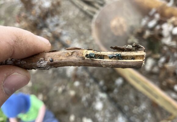 16698, , Subgenus Zadontomerus © Spencer Hardy, , , image/jpeg, https://vtecostudies.org/wp-content/uploads/2025/12/Subgenus-Zadontomerus-©-Spencer-Hardy.jpg, 1024, 768, Array, Array © Co-Author Spencer Hardy