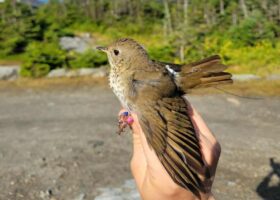 Why We Can’t Call the Bicknell’s Thrush Race Yet: A Peek Into How Migration Monitoring Works