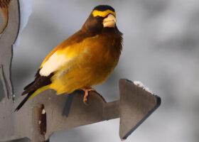 See an Evening Grosbeak? Here's How You Can Help Them...and Researchers!